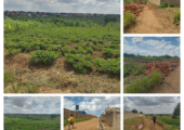 Terrain de 30/60 à Kamatete
